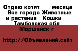 Отдаю котят. 1,5 месяца - Все города Животные и растения » Кошки   . Тамбовская обл.,Моршанск г.